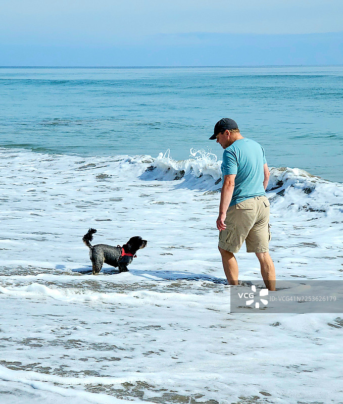 和狗狗在海里玩耍图片素材