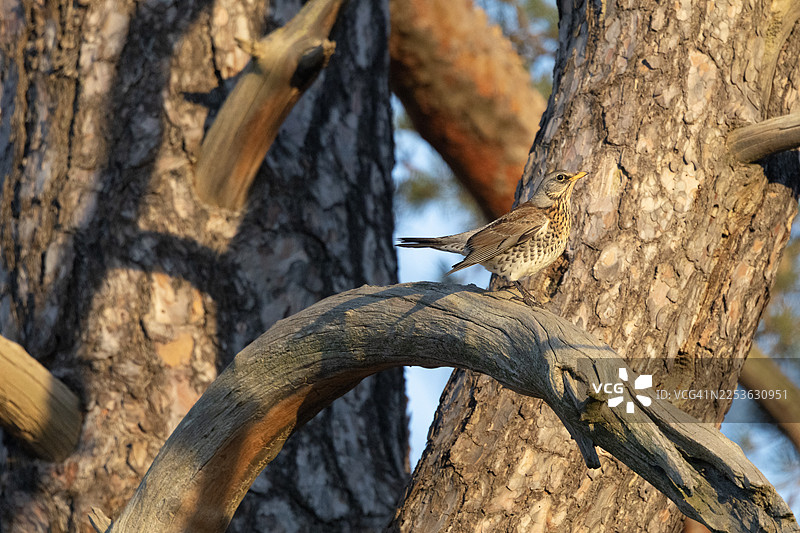 一只鵐 duduk di pohon pinus图片素材