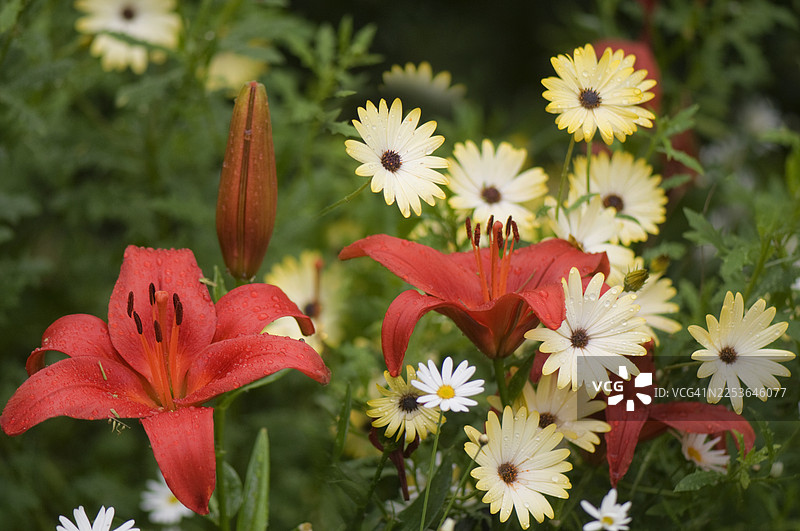 橙红色的亚洲百合花与淡黄色的加州雏菊花朵图片素材