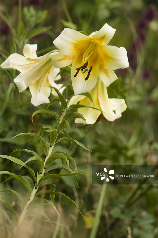 东方百合树 '康卡多尔'图片素材