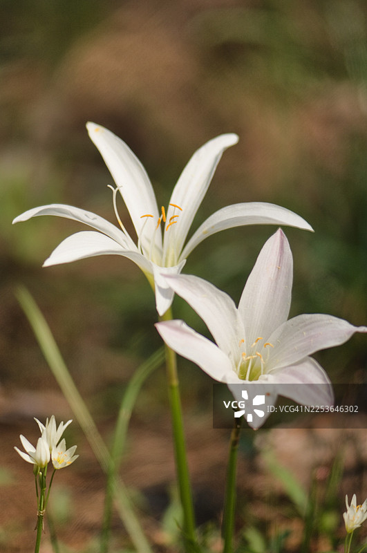 春日草地上的圣母百合和雨百合图片素材