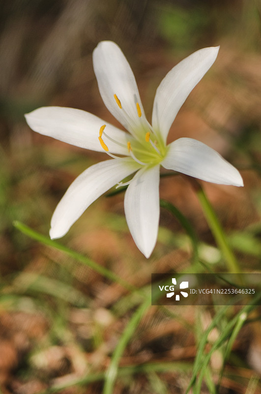 雨百合花绽放，泽菲兰特斯花图片素材