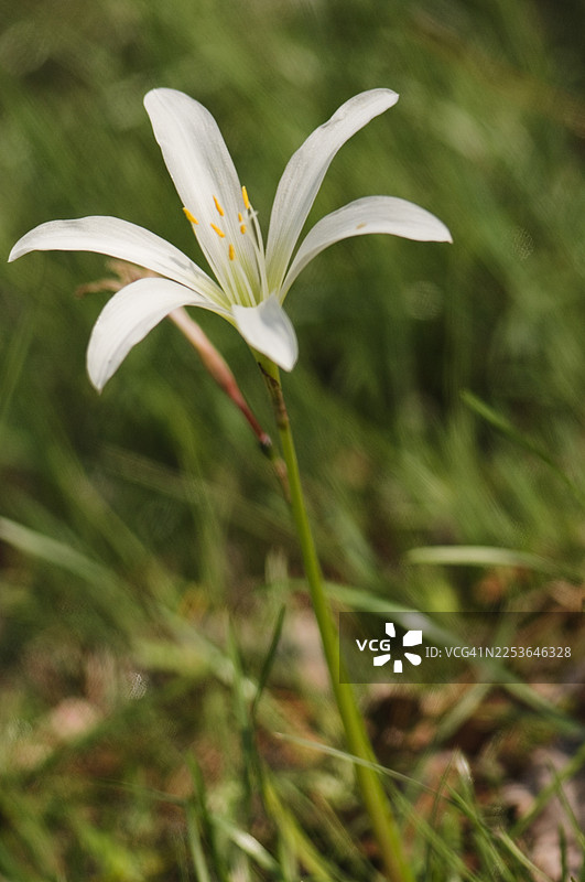 雨百合花伸展，泽兰花图片素材