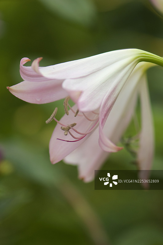 玉簪花，学名：孤挺花图片素材