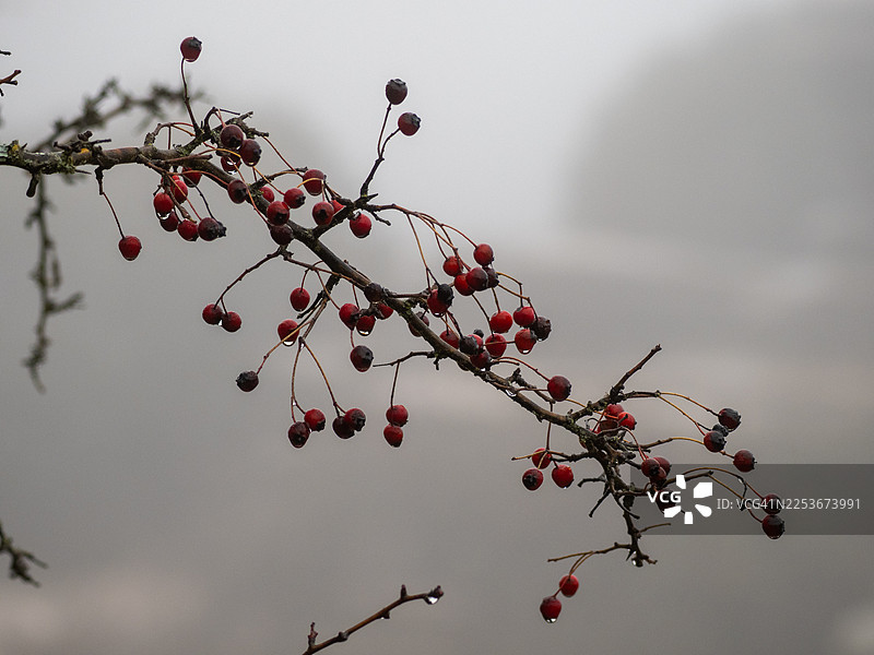 冬日，光秃的树枝上挂着红色的浆果和雨滴图片素材