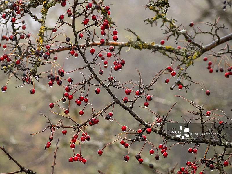 冬季，光秃秃的树枝上结着红色的浆果，上面还挂着雨滴。图片素材