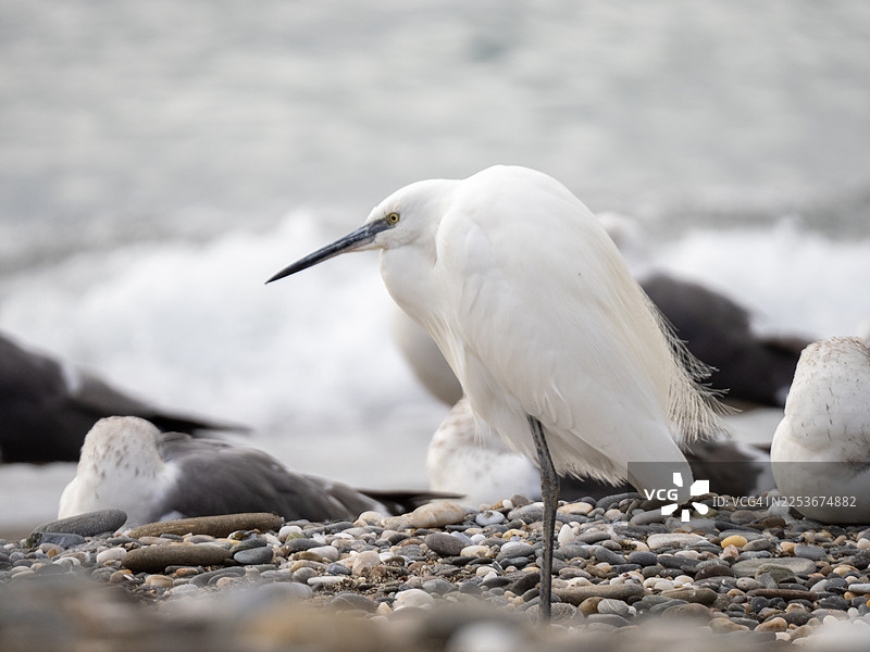 小白鹭站在石滩上，海浪拍打着海岸图片素材