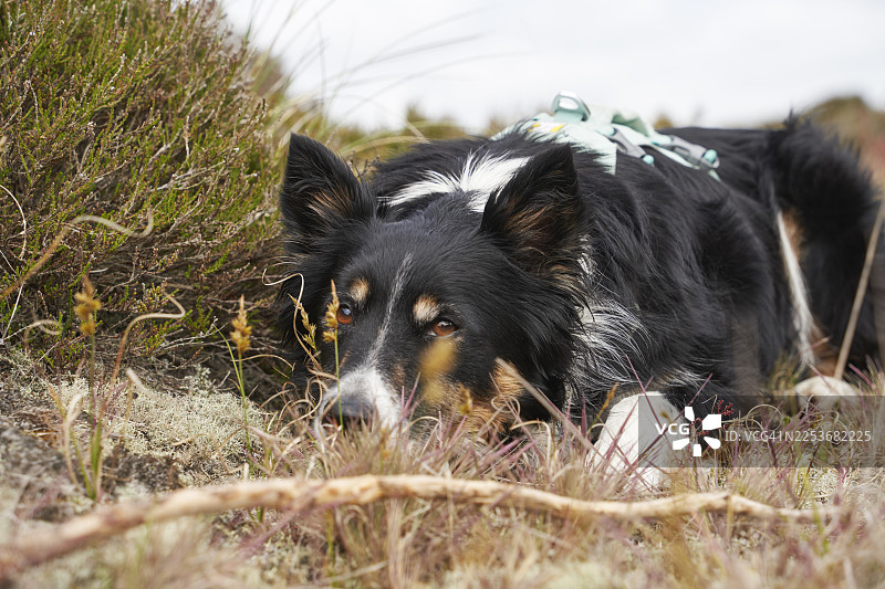 一只边境牧羊犬在木棍前等待的特写图片素材
