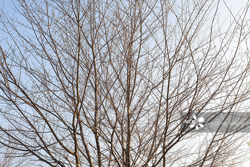 枯树枝与薄雾，抽象的自然背景图片素材