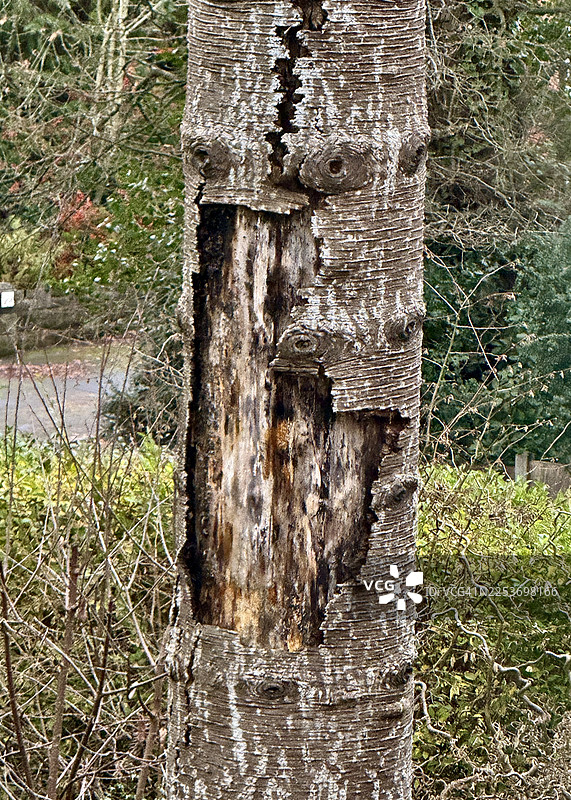 猴谜树树皮特写图片素材