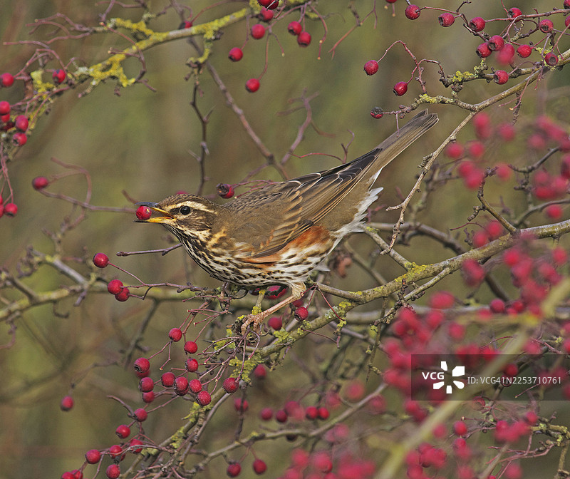 红翅鸫（Turdus iliacus）图片素材