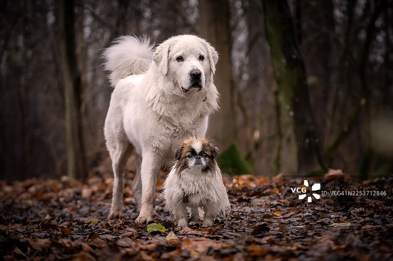 两只不同体型的湿漉漉的狗狗一起站在户外图片素材