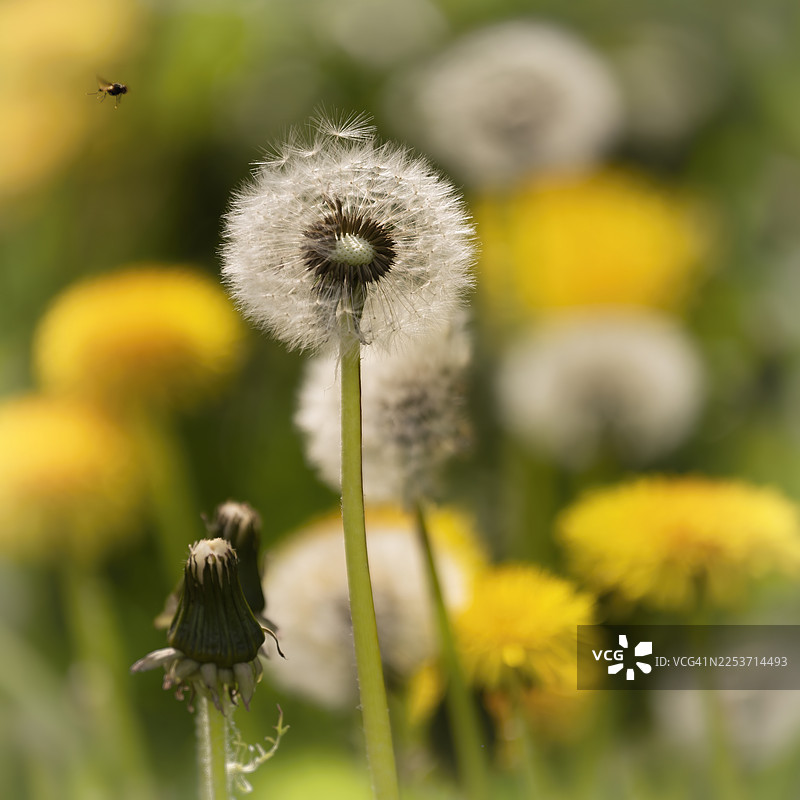 蒲公英——花瓣化作风图片素材