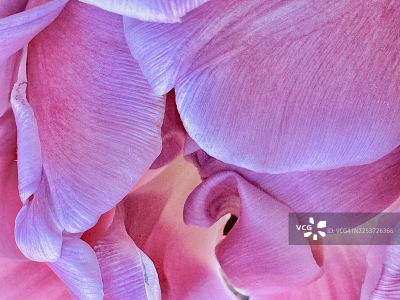 粉色郁金香特写图片素材