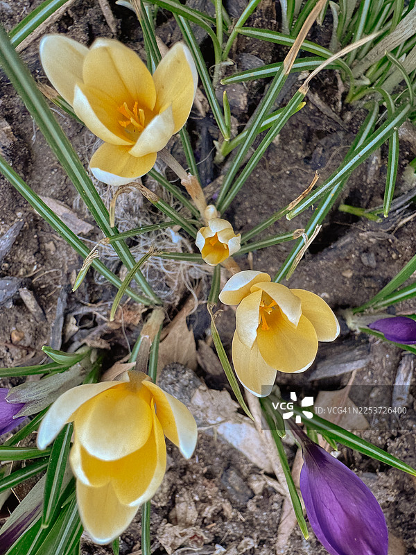 黄色的番红花，最早的春季花朵图片素材