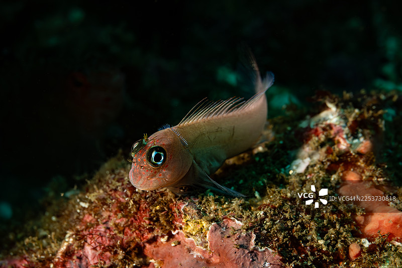 红斑海滨鲀，卷毛海滨鲀，努库希瓦岛，马贵斯群岛，法属波利尼西亚图片素材