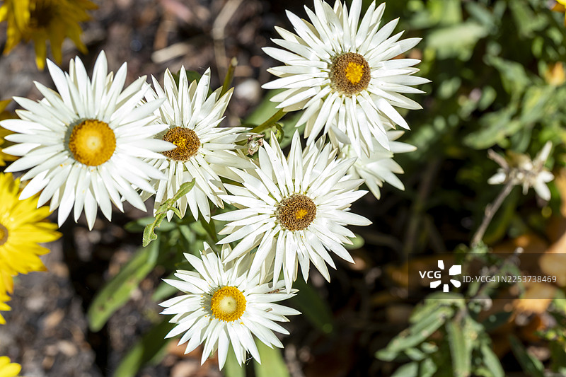 白色雏菊图片素材
