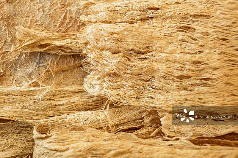 越南北部 Rhamnoneuron balansae 树的造纸纤维图片素材