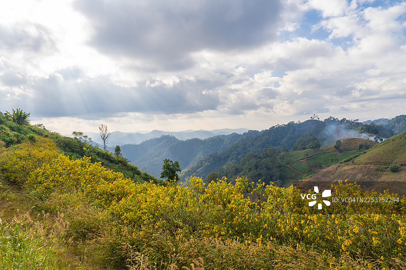 墨西哥向日葵花田的晨曦时光图片素材