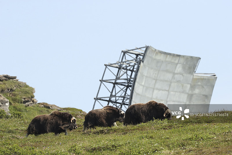 一群麝香牛（Ovibos moschatus）走过建于20世纪50年代、为探测俄罗斯轰炸机而安装、并于70年代退役的“白爱丽丝”早期预警雷达站。图片素材