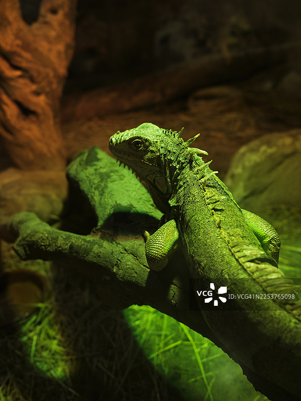 绿鬣蜥在饲养箱的树枝上休息图片素材