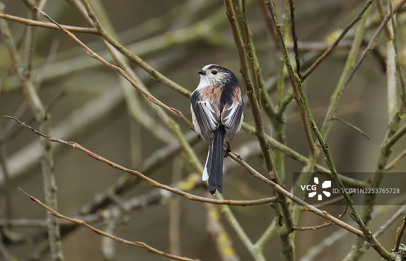一只长尾山雀（Aegithalos caudatus）栖息在树枝上，正在捕食昆虫。图片素材