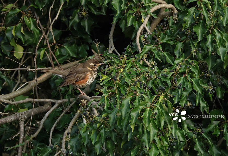 一只迁徙的红翅鸫（Turdus iliacus）栖息在常春藤丛中，正在食用果实。图片素材