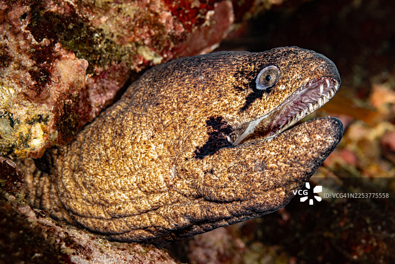 马氏裸胸鳝 Gymnothorax breedeni，努库希瓦，马克萨斯群岛，法属波利尼西亚图片素材