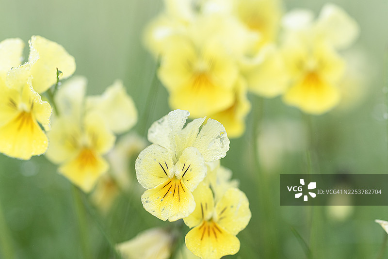 意大利西比利尼山脉皮亚诺格兰德高原上的软焦点山野堇图片素材
