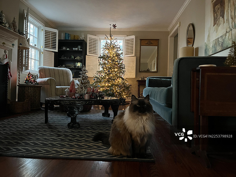 舒适休闲的客厅，装饰有复古风格的圣诞饰品和装饰品。猫咪享受着圣诞氛围。图片素材
