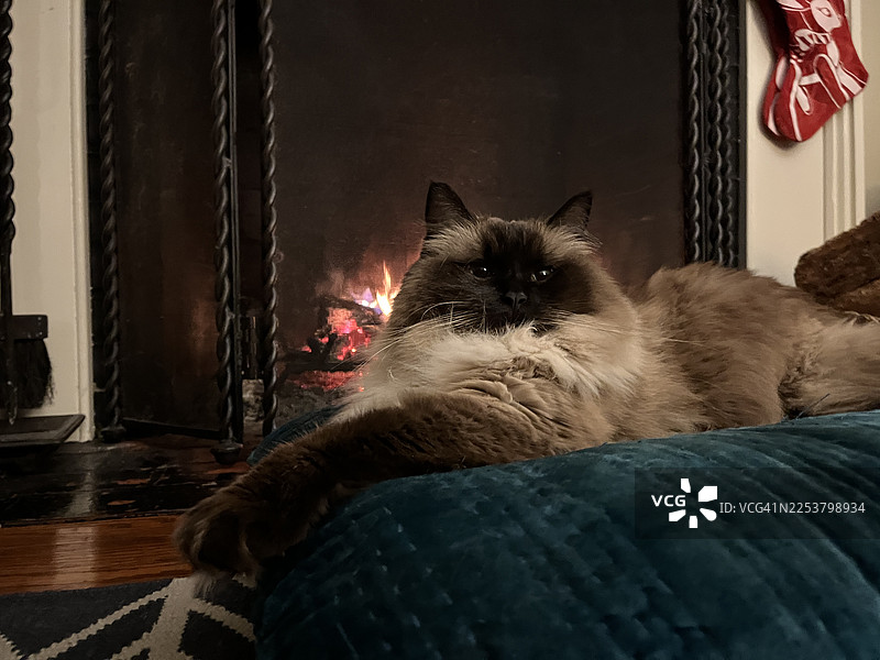 舒适休闲的客厅，装饰着复古风格的圣诞长筒袜和装饰品。一只猫正在享受圣诞氛围。一只布偶猫坐在壁炉前的垫子上。图片素材