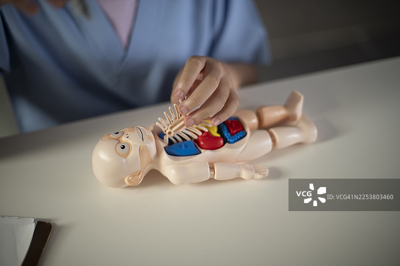 一名身穿手术服的人正在检查一个解剖模型，重点关注桌子上的肋骨和内脏。图片素材