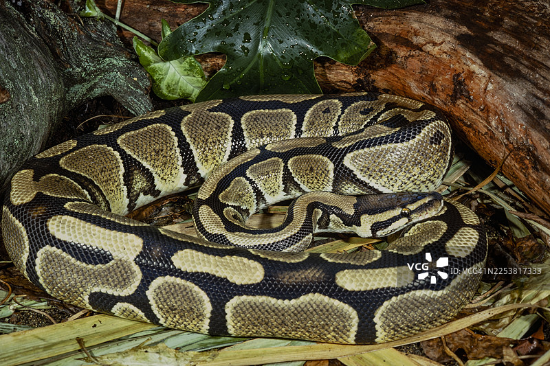 非洲皇家蟒蛇图片素材