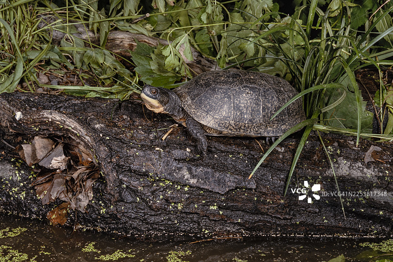 布兰丁氏龟 - 俄亥俄州图片素材
