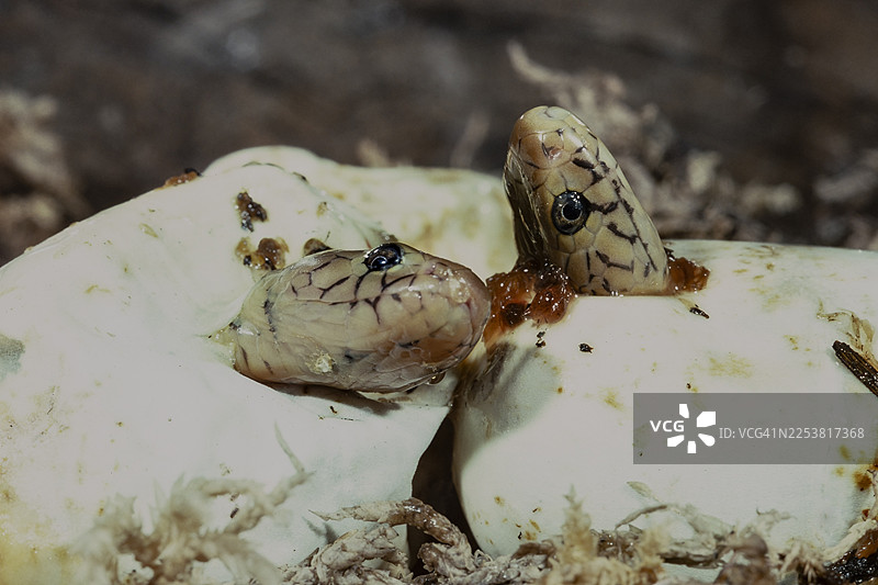 莫桑比克吐信眼镜蛇孵化（2）图片素材