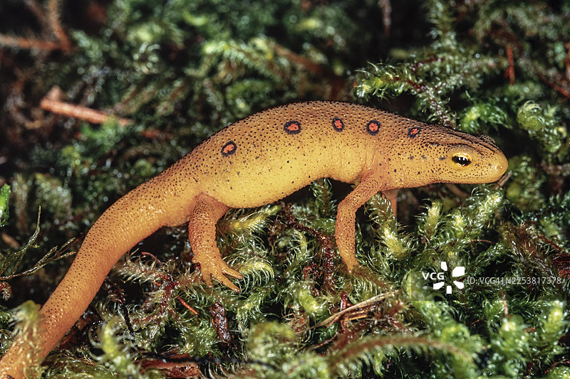 东方蝾螈 - 红蝾螈图片素材