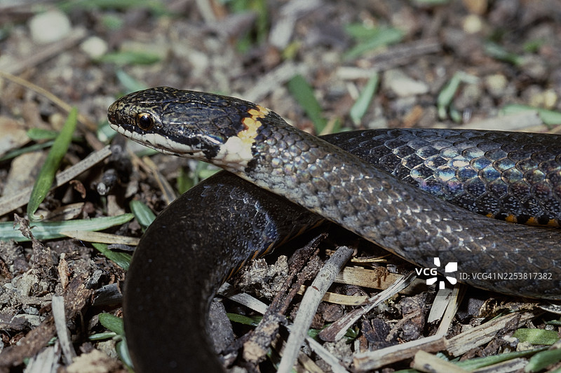 颈圈蛇图片素材