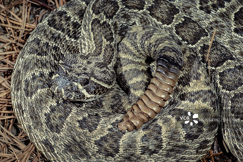 南太平洋响尾蛇 - 加利福尼亚图片素材