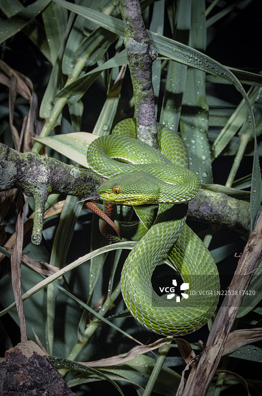 白唇蝮蛇 - 东南亚图片素材