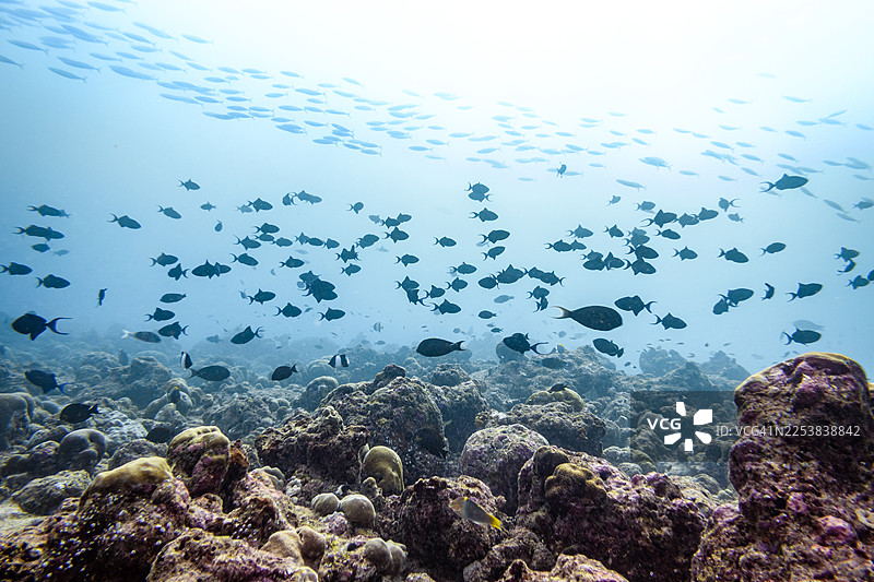 马尔代夫温暖的印度洋中，鱼群在生机勃勃的珊瑚礁上方畅游，展现出健康的海洋生态系统和丰富的生物多样性。图片素材
