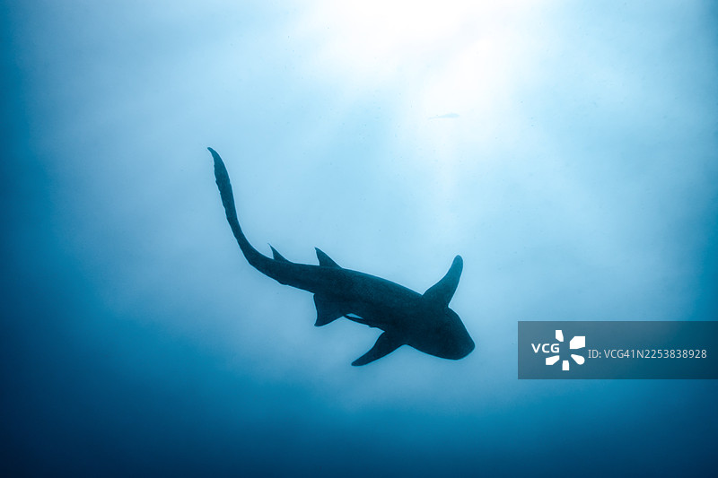 一只护士鲨在清澈的蓝色海水里平静地游动，在马尔代夫的一次水下潜水中，它在阳光穿透水面的光线下呈现出剪影。图片素材