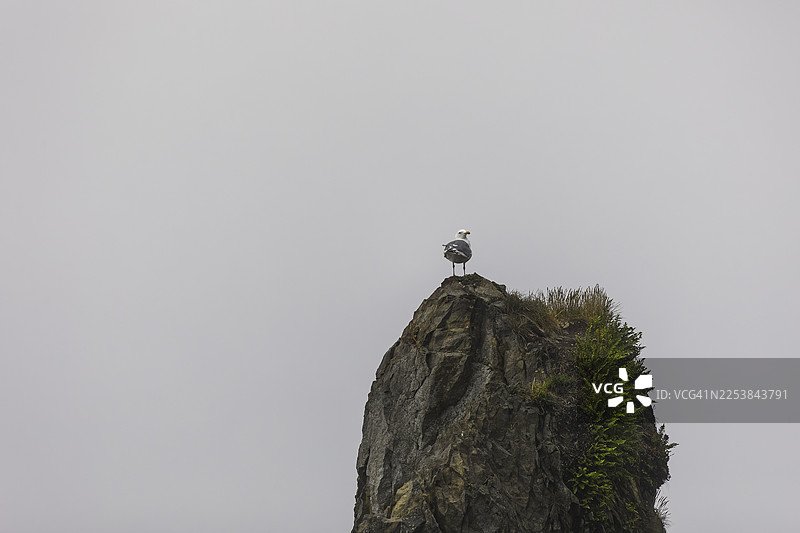 海鸥在岩石上图片素材