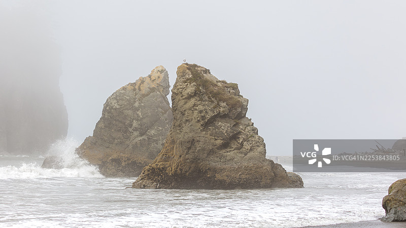海鸥在岩石上图片素材