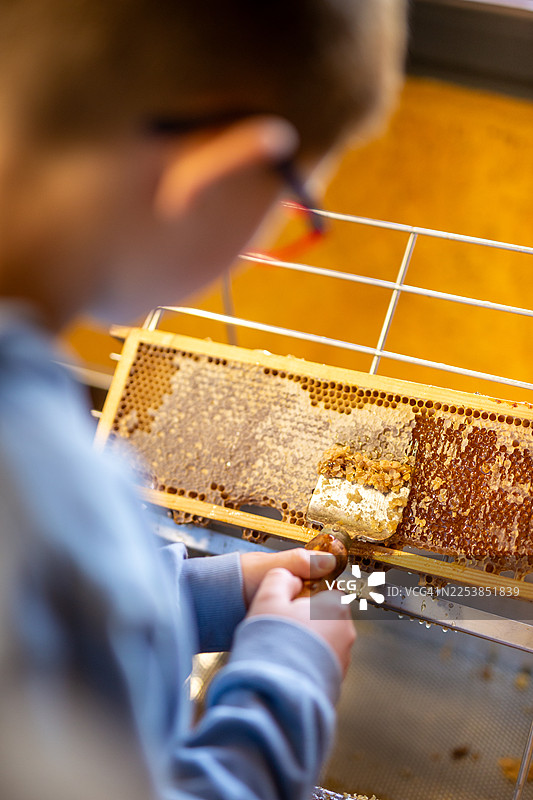 儿童养蜂工作坊图片素材