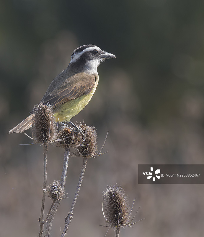 大金翅雀图片素材