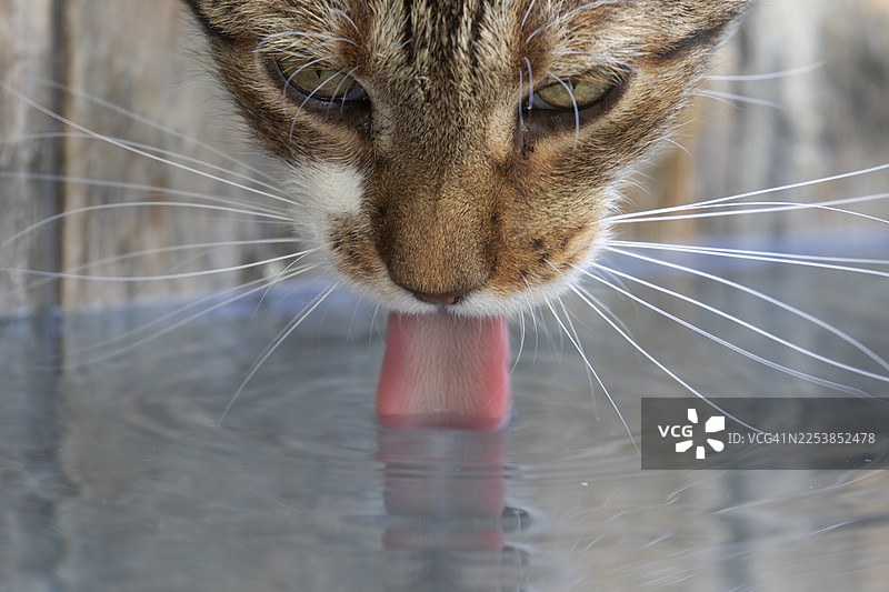 口渴的家猫图片素材