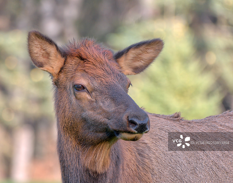 青春期母麋鹿肖像图片素材