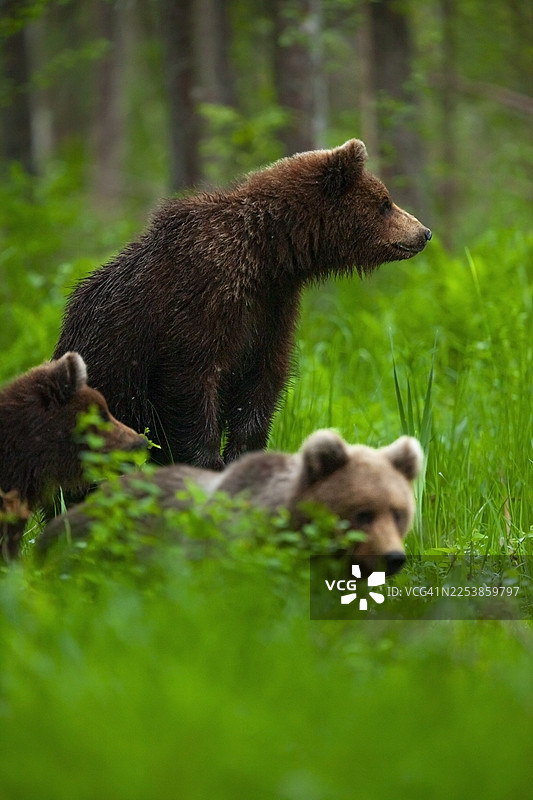 爱沙尼亚阿拉塔古塞森林中的棕熊（Ursus arctos）一家图片素材