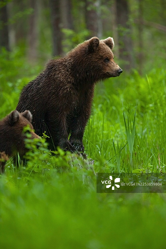 爱沙尼亚阿鲁塔古塞森林中的棕熊（Ursus arctos）图片素材