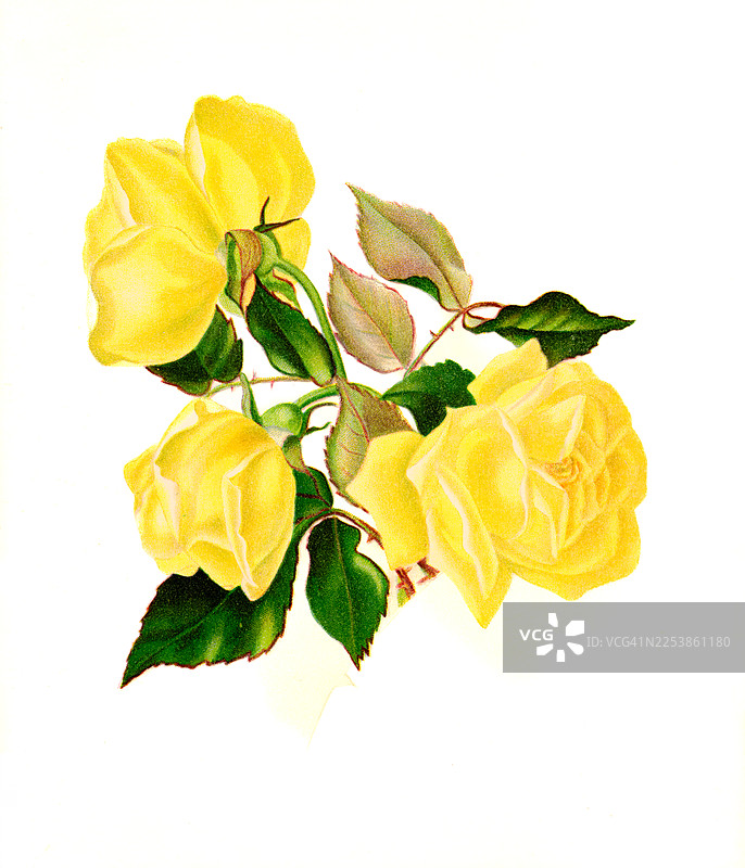 淡黄色玫瑰古董插画图片素材